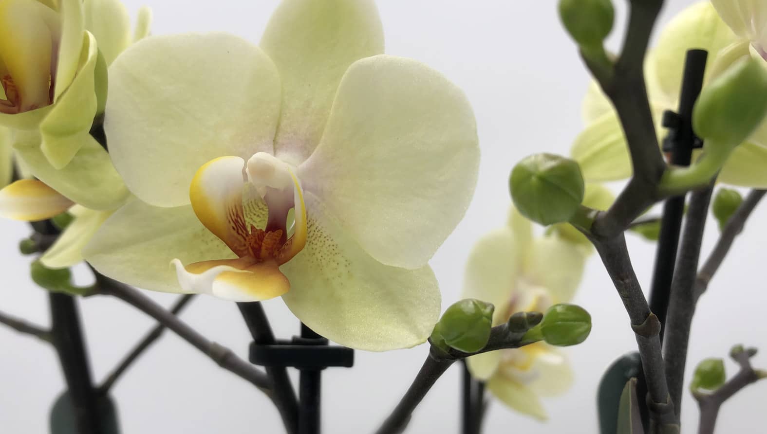 orchidea-web-full.jpg orchidea-web-full.jpg