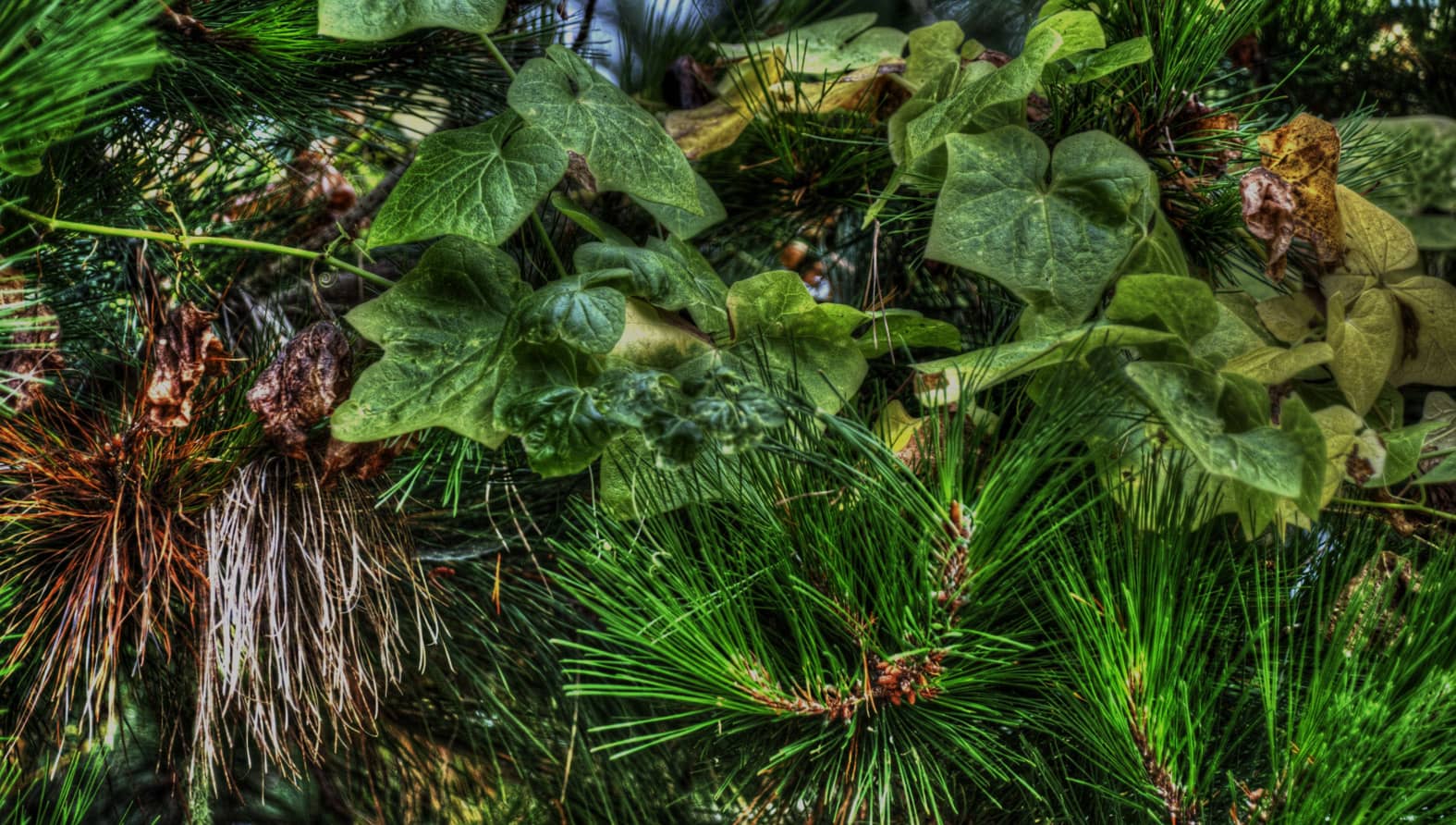 plants-bowl-full.jpg