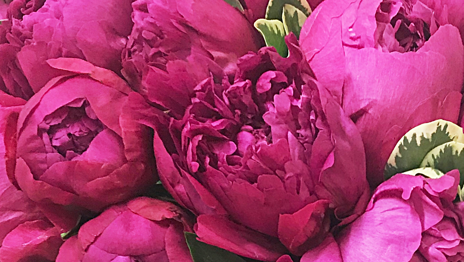 purple-peonies.jpg