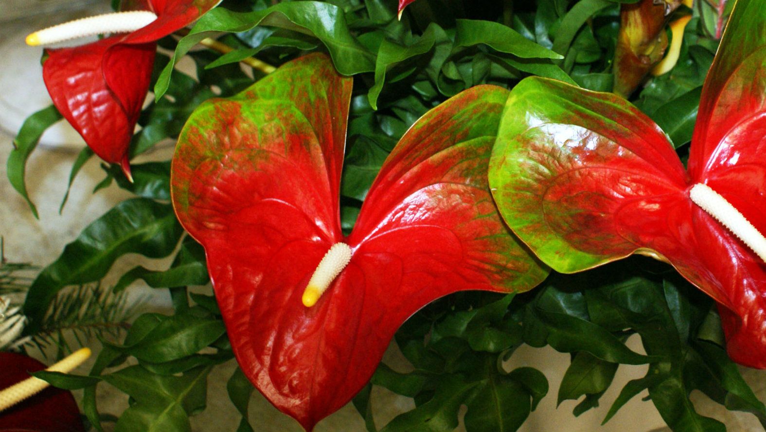 red-and-white-anthurium.jpg red-and-white-anthurium.jpg