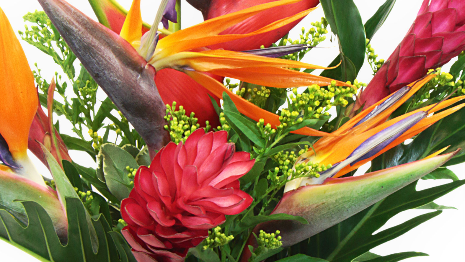 tropical-flowers.jpg tropical-flowers.jpg