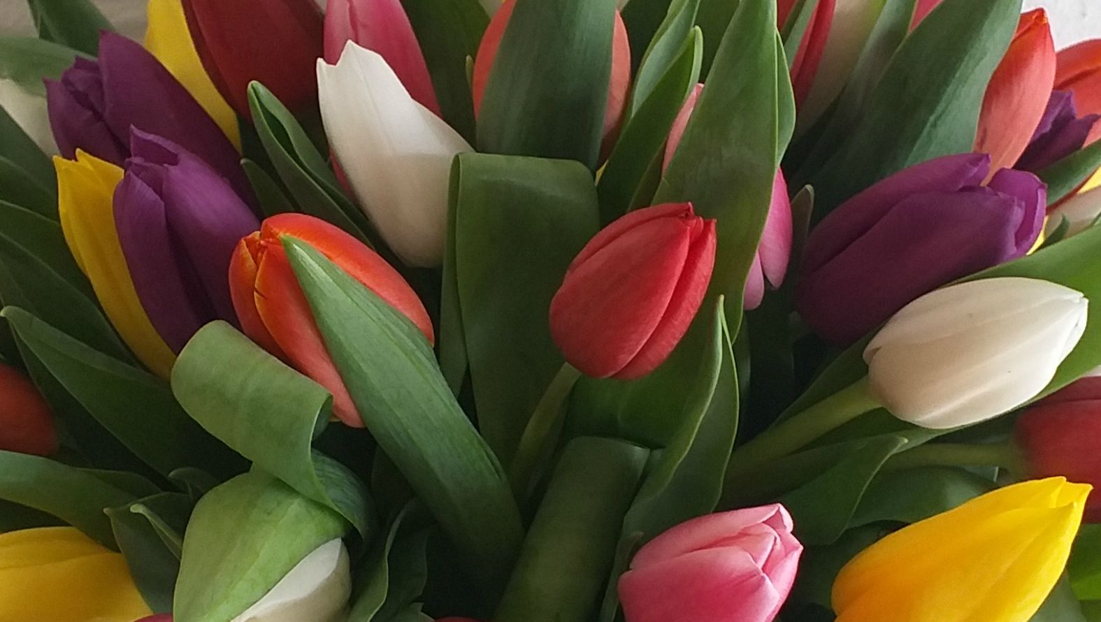 tulips-main.jpg tulips-main.jpg