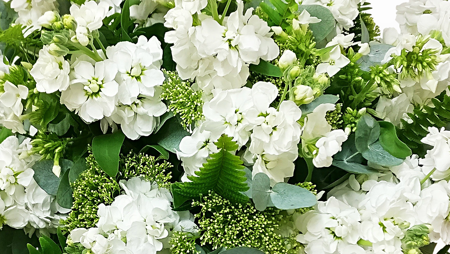 white-stocks.jpg white-stocks.jpg