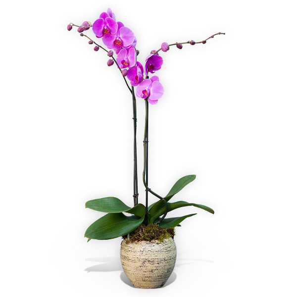 Potted Pink Orchid Orchid Plants Delivery