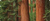 Sequoia Gigantea / Giant Sequoia Young Shoot