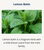 Lemon balm is a fragrant herb with a mild lemon scent from the mint family.