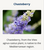 Chasteberry, from the Vitex agnus-castus plant, is native to the Mediterranean region.