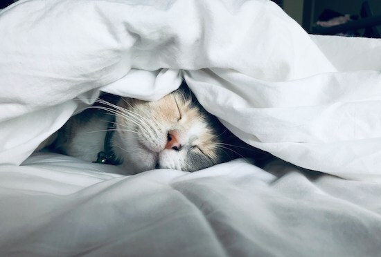 Sleep & Rest