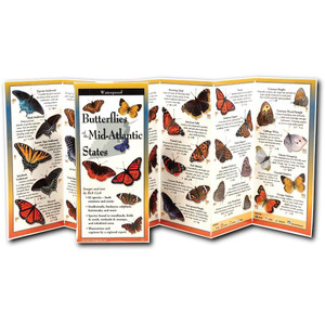 Butterflies Mid-Atlan Guide