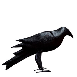 Primitive Iron Crow - 6.5" - 762242270220