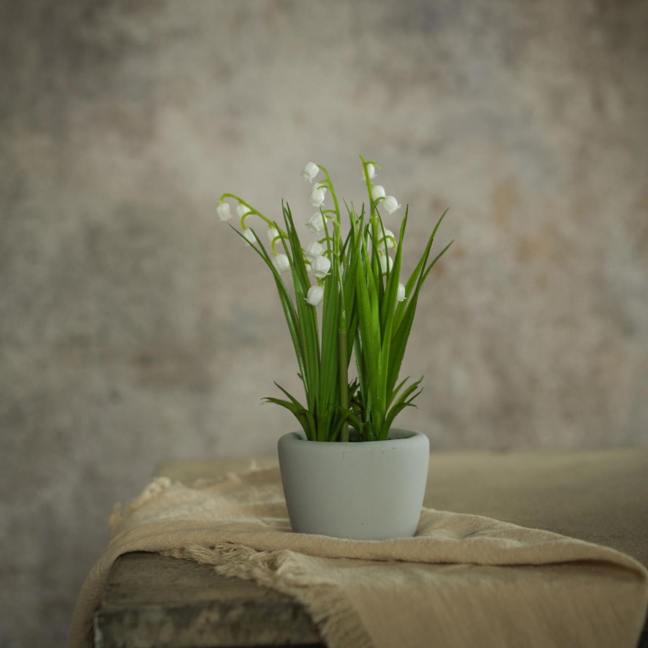White Lily Of The Valley - Potted 8.25