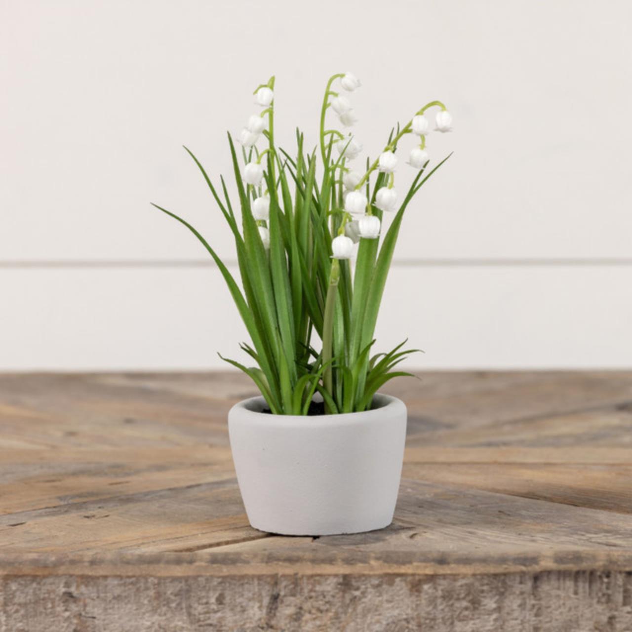 White Lily Of The Valley - Potted 8.25