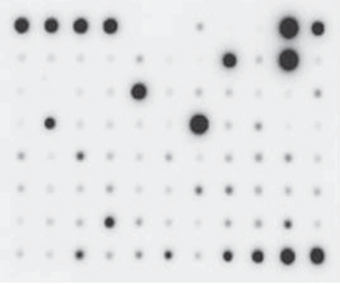 Cytokine Array C5 Membrane Signals