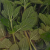 L'AMOUR-A-LA-TERRE Organic Oregano 1oz.