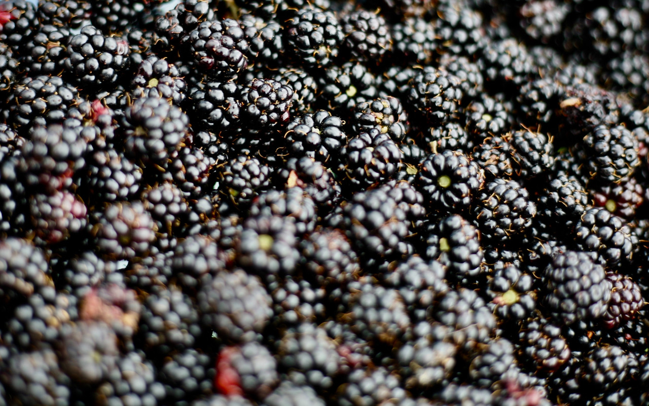 blackberry / bramble berry / dewberry, A close up / macro s…