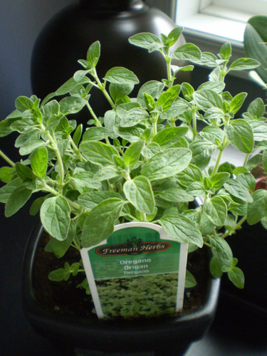 FREEMAN'S HERBS Organic Fresh Potted Oregano Plant