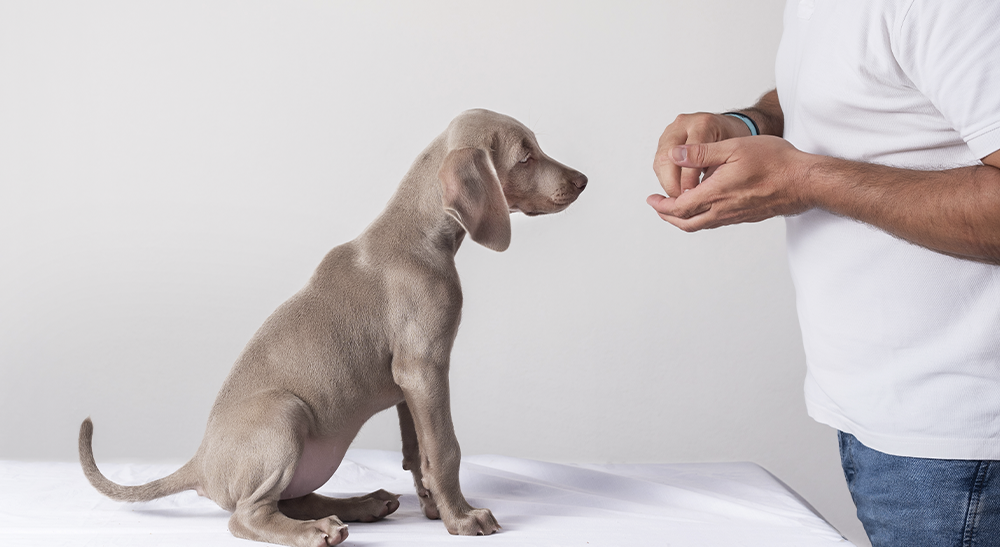 imagen Dispensador de medicamentos de veterinaria