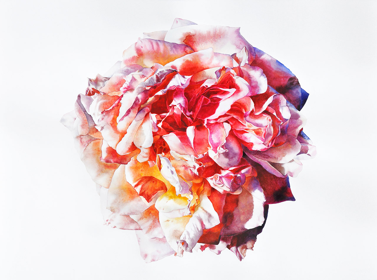 Rose i akvarel af Anne Skole Overgaard