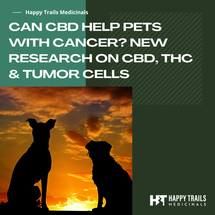 Can CBD Help Pets with Cancer? New Research on CBD, THC & Tumor Cells