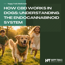 How CBD Works in Dogs: Understanding the Endocannabinoid System