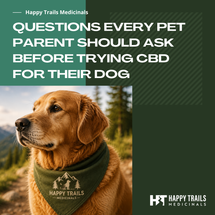 Questions Every Pet Parent Should Ask Before Trying CBD for Their Dog