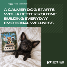 A Calmer Dog Starts With a Better Routine: Building Everyday Emotional Wellness