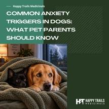 Common Anxiety Triggers in Dogs: What Pet Parents Should Know