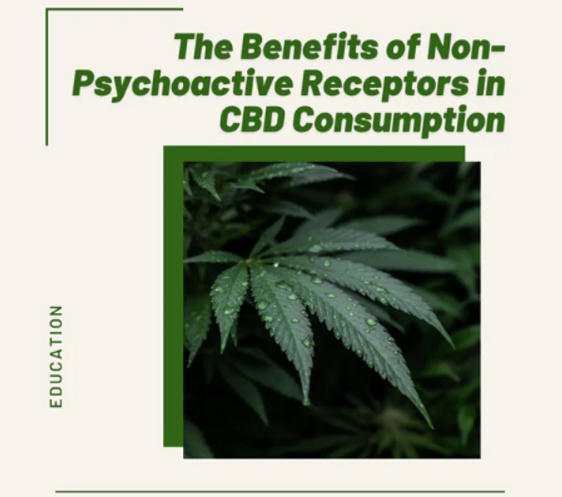 ​Benefits of Non-Psychoactive Receptors in CBD Consumption