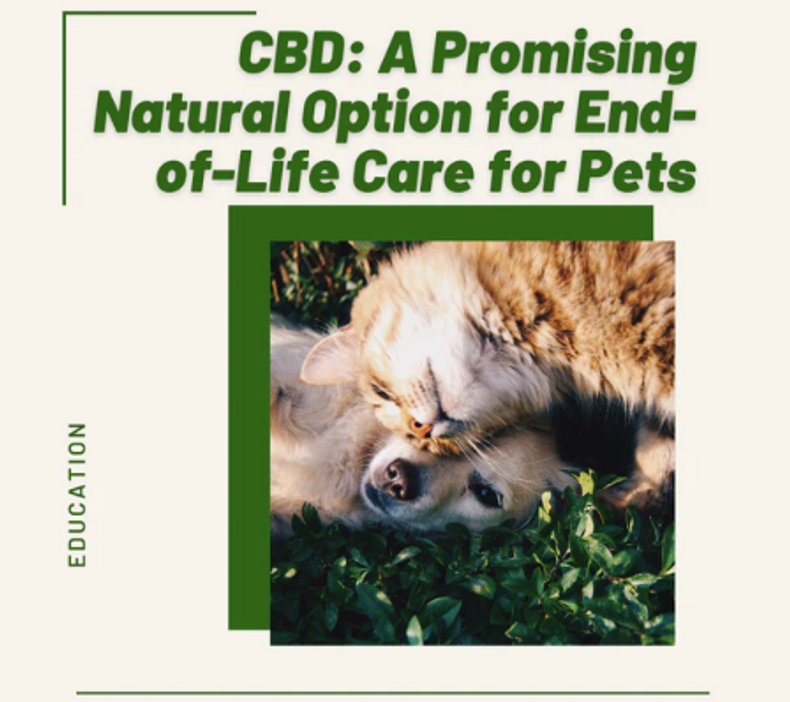 CBD: A Natural Option for End-of-Life Care for Pets