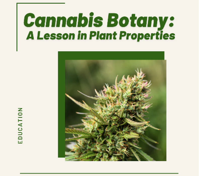 Cannabis Botany: A Lesson in Plant Properties