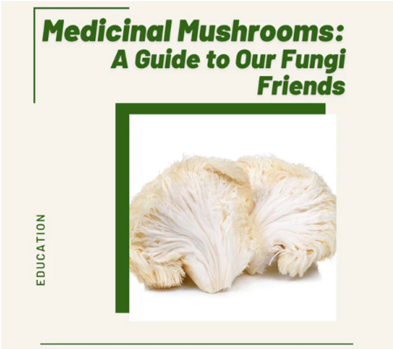 Medicinal Mushrooms: A Guide to our Fungi Friends