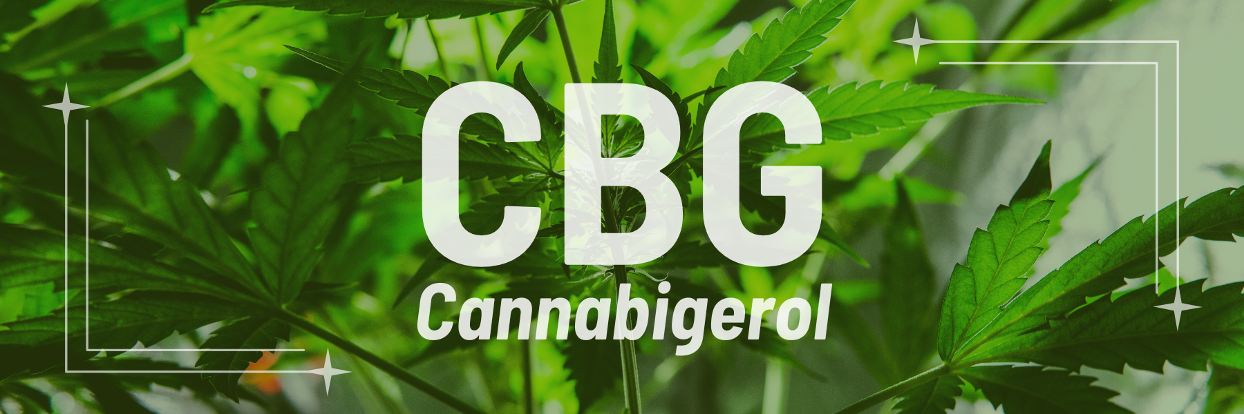 What is CBG - Cannabigerol