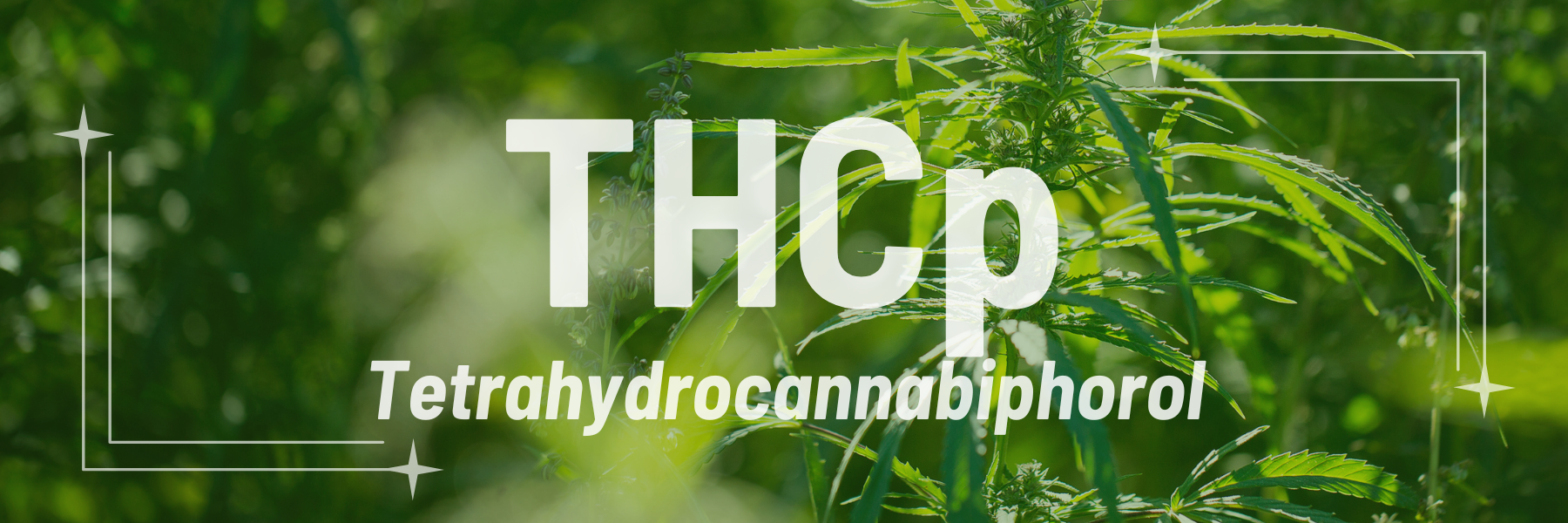 THCp Effects - What is THCp? - Happy Trails