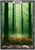 Forest - Full Art (Unhinged) - Heavily Played