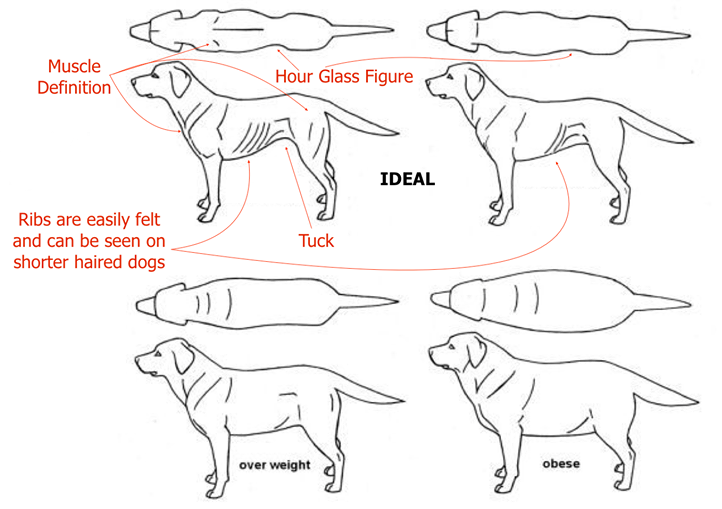 image of dog's different appearances 