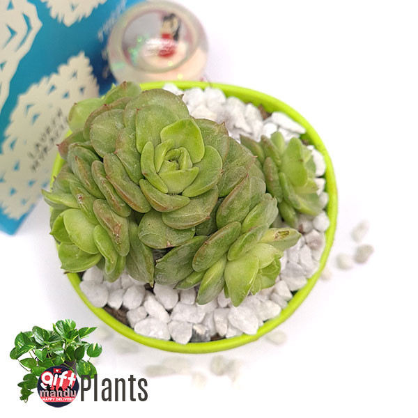 potting soil for outdoor plants Potting Mix – Liberty Landscape Supply main image 0