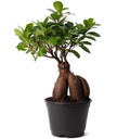 Bonsai Ginseng Ficus ~ Natural Plant Pot