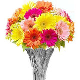 18 Mix Fresh Gerbera Daisies Vase