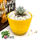 Succulent Natural Plant In Pot (Echeveria Liliciana)