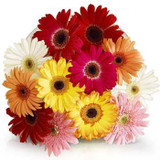 One Dozen Bright Gerbera Flowers Bunch