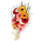 One Dozen Bright Gerbera Flowers Bunch