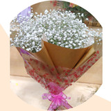 Gypsy Flowers Bouquet (Baby Breath Gypsophila Muralis)
