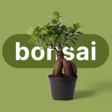 Bonsai Ginseng Ficus (Natural Potted Plant Gift)
