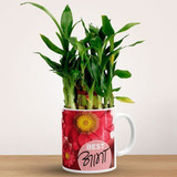 Ceramic Mug With Lucky bamboo Gift For Mom