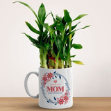 Gift For Mom Lucky Bamboo Plant in Ceramic Mug