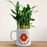 Bamboo Plant Mug Gift For This Raksha Bandhan