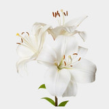 3 Stem Beautiful White Lily Flower