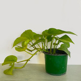 Golden Pothos
