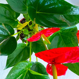 Red Anthurium Plant - Flamingo Lily