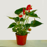 Red Anthurium Plant - Flamingo Lily